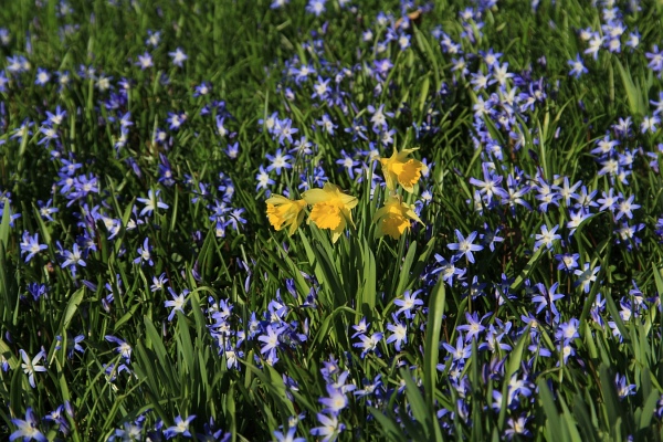Fruehling   072.jpg